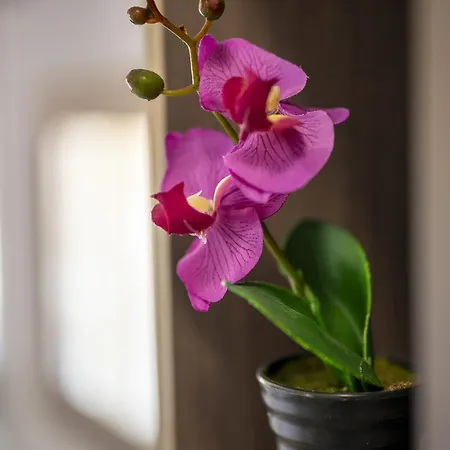 Dream Apartahotel Stavros (Thessaloniki)