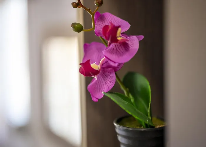 Dream Apartahotel Stavros (Thessaloniki)